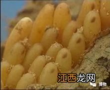 蝗虫卵怎么孵化