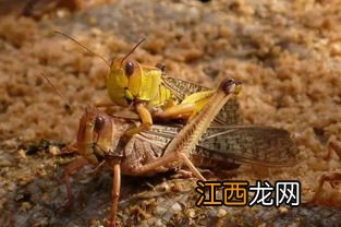 蝗虫冬天会被冻死吗卵