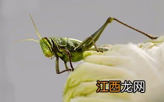 蝗虫钓鱼好吗