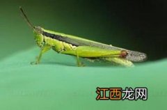 蝗虫钓鱼好吗