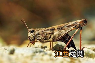 蝗虫卵可以变成鱼吗