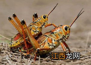 蝗虫染色体多少条