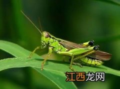 蝗虫冬天会被冻死吗