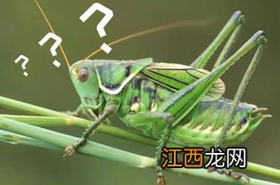 蝗虫咬人吗