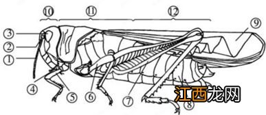 蝗虫腹部是什么中心
