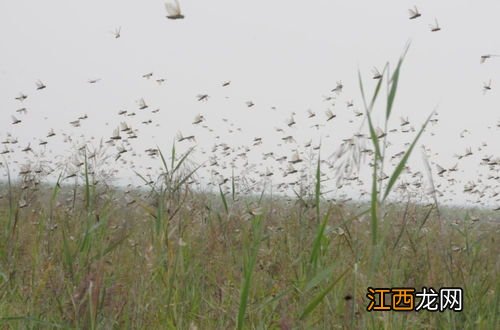 蝗虫满天飞是什么征兆