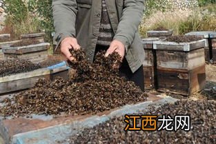 养蜂要打药吗