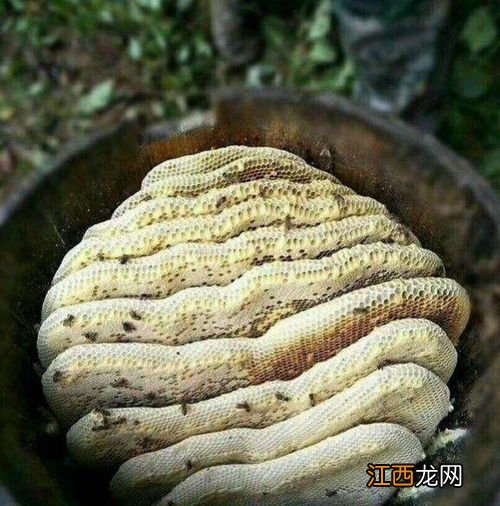 养蜂怎么防治虎头蜂