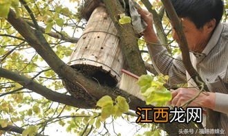 养蜂怎么控制蜂王