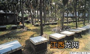 养蜂地址怎么选择