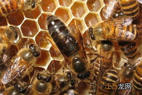 养蜂怎样人工造蜂王