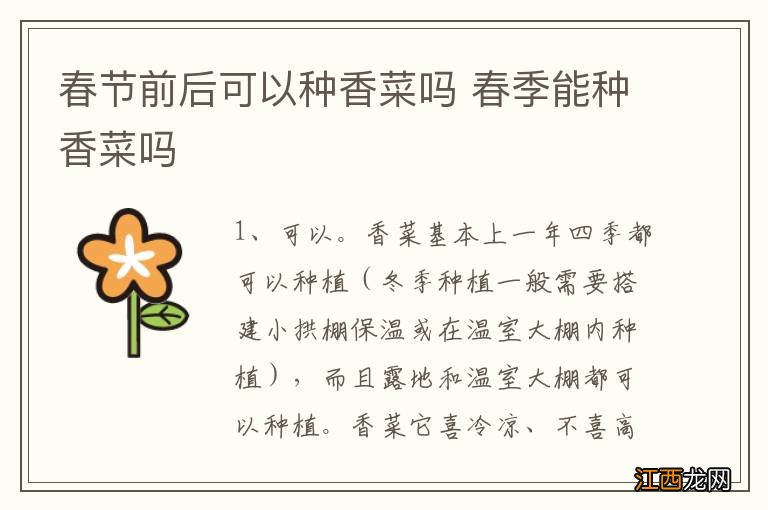 春节前后可以种香菜吗 春季能种香菜吗