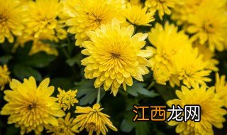 春节前适合种什么花 春节前后可以种什么花