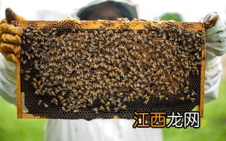 养蜂脾是什么意思