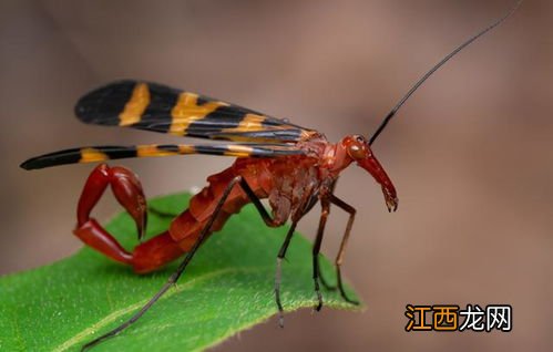 蝎子会飞吗