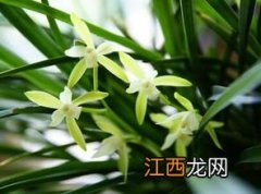 蝎子兰花怎么养