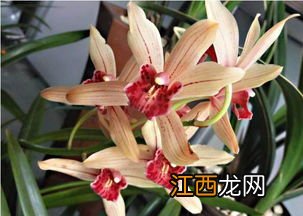 蝎子兰花怎么养