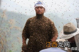 养蜂人为什么不会被蜇