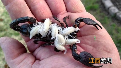 蝎子吃什么食物长得快