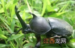 蜣螂是什么食性