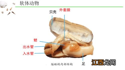 蚯蚓体表黏液的意义