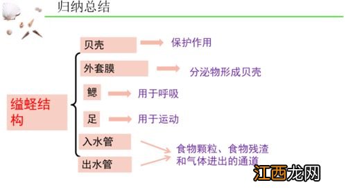 蚯蚓体表黏液的意义