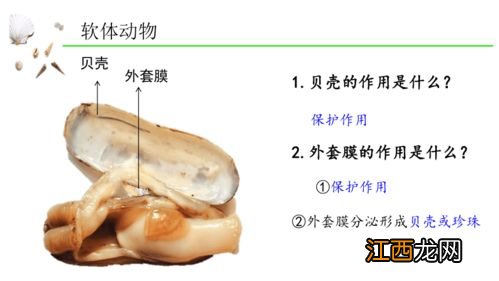 蚯蚓体表黏液的意义