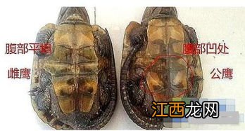 土元如何区分公母