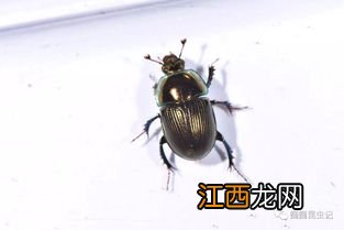 蜣螂化蝉是什么意思