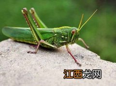 蝗虫菜叫什么