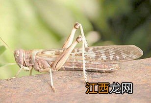 蝗虫吃同类吗