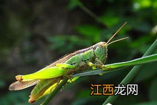 蝗虫会飞吗