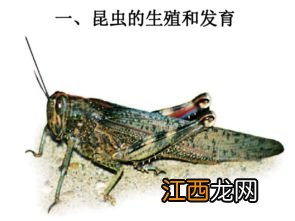 蝗虫完全变态发育吗