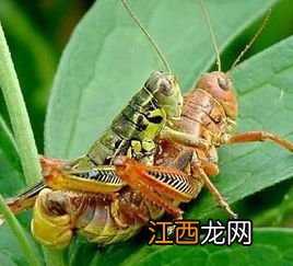 蝗虫怎么灭