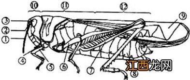 蝗虫外表的特点