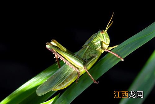 蝗虫分节的意义