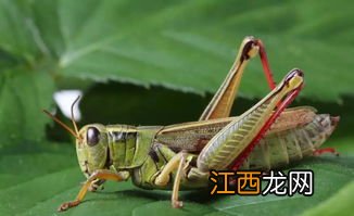 蝗虫靠什么生宝宝