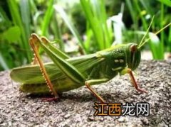 蝗虫靠什么生宝宝