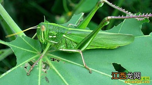 蝗虫取食方法