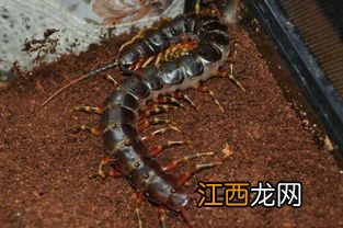 蜈蚣容易打死吗