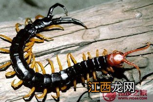 蜈蚣和马陆有什么区别