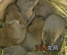 麝香鼠北方能养吗