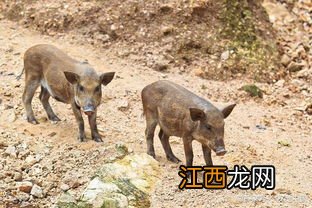 野猪能和家猪杂交吗