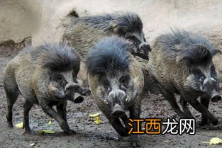 野猪为什么有黑有棕