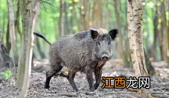 野猪皮为什么那么硬