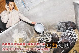 果子狸圈舍怎么建