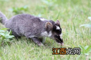 果子狸会飞吗