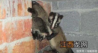 果子狸灭绝了吗