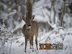 狍子和獾子一样吗