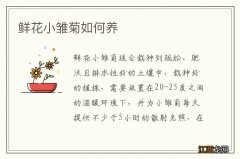 鲜花小雏菊如何养